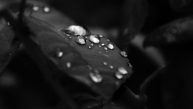 Black white leaf water droplets free wallpaper for desktop - medium preview image
