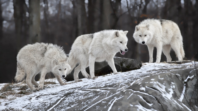 White wolves snowy hills woods free wallpaper for desktop - medium preview image