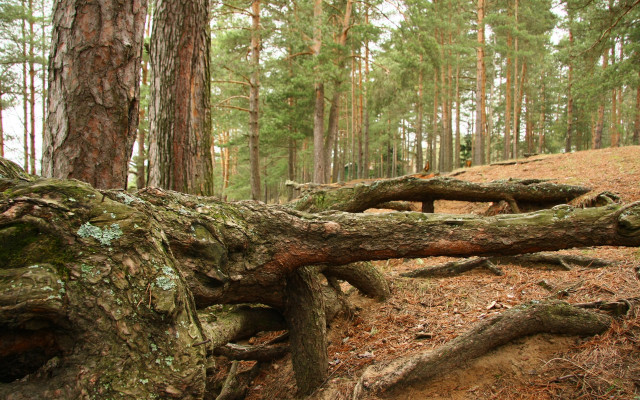 Fallen tree forest trail hill free wallpaper for desktop - medium preview image