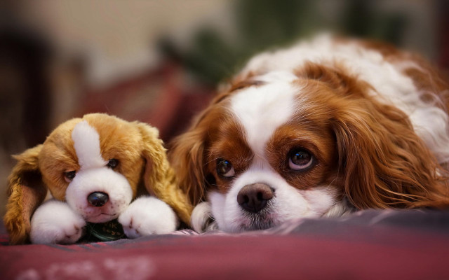 Dog laying bed stuffed animal free wallpaper for desktop - medium preview image