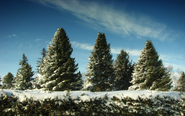 Snowy field trees blue sky free wallpaper for desktop - medium preview image