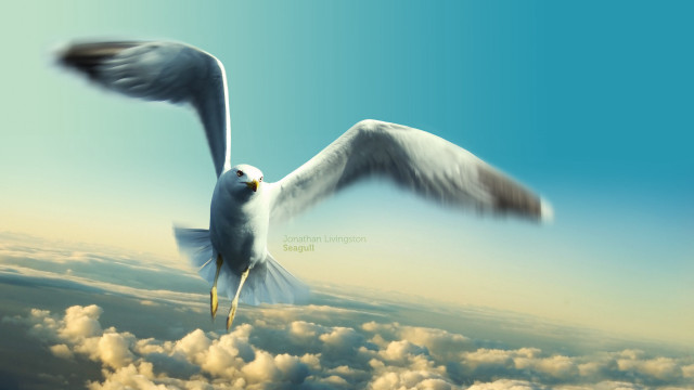 Bird flying clouds blue sky #2 free wallpaper for desktop - medium preview image