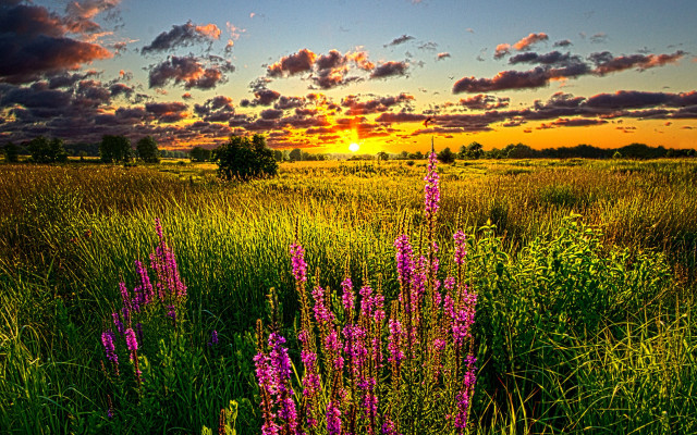 Purple flowers sunset clouds trees free wallpaper for desktop - medium preview image