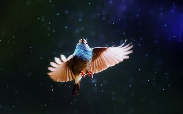 Bird owl night sky star free wallpaper for desktop - medium preview image