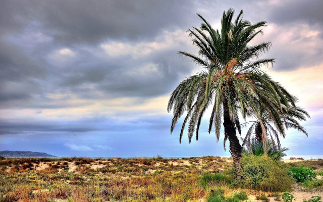 Palm tree field mountain cloudy free wallpaper for desktop - medium preview image