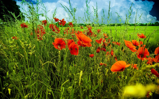 Red flower field blue sky free wallpaper for desktop - medium preview image