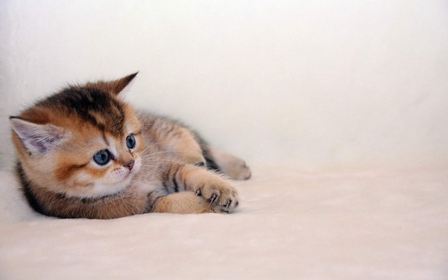 Tiny white cat on bed free wallpaper for desktop - medium preview image