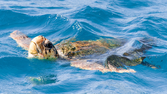 Turtle ocean swimming bubble caustics free wallpaper for desktop - medium preview image