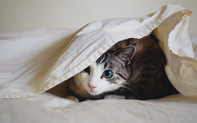 Cat hiding under blanket bed free wallpaper for desktop - medium preview image
