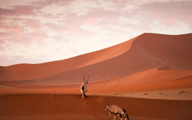Desert antelope cloudy sky sunset free wallpaper for desktop - medium preview image