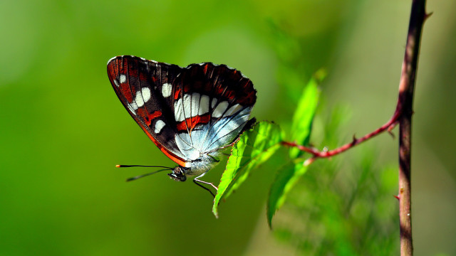 Butterfly green leaf sun forest free wallpaper for desktop - medium preview image