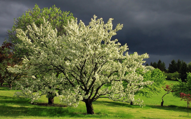 White flowered tree green field free wallpaper for desktop - medium preview image
