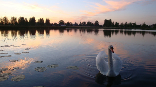Swan water sunset pink sky free wallpaper for desktop - medium preview image