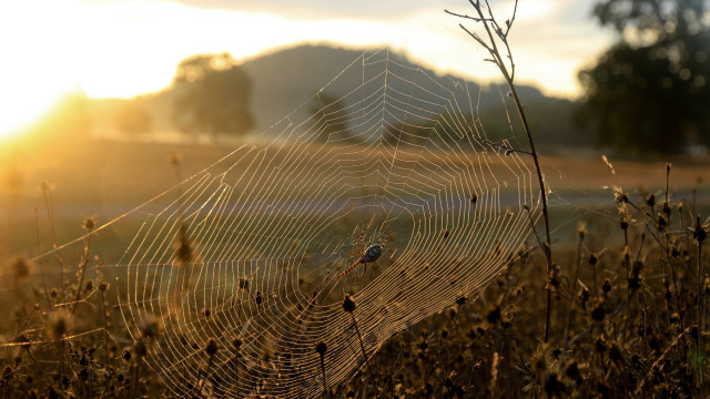 Spider web bird mountain sunset free wallpaper for desktop - medium preview image