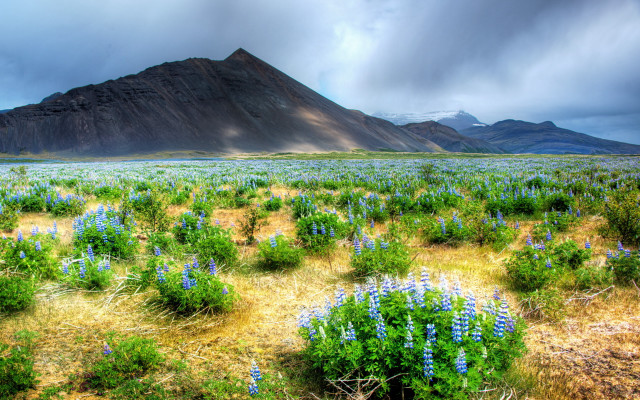 Blue flower mountain sky field free wallpaper for desktop - medium preview image