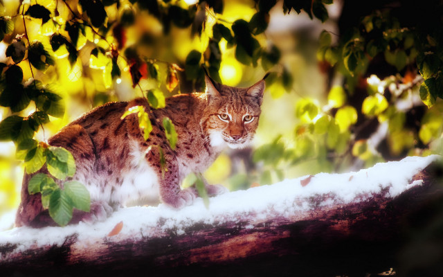 Curious cat snow woods fire free wallpaper for desktop - medium preview image
