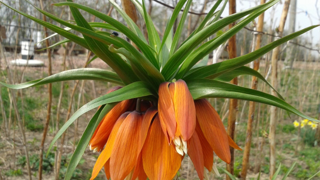 Flower field bamboo fence building free wallpaper for desktop - medium preview image