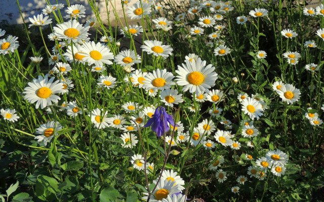 Flower field purple yellow sunflower free wallpaper for desktop - medium preview image