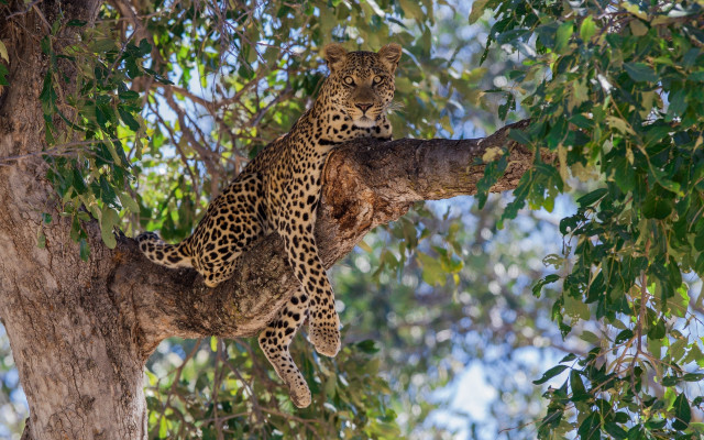 Leopard sitting on branch looking free wallpaper for desktop - medium preview image