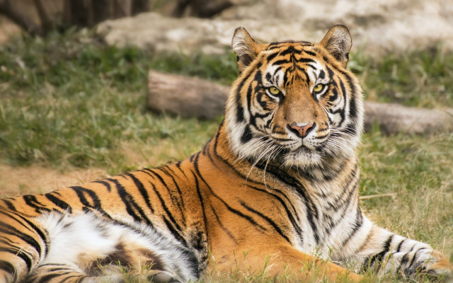 Tiger grass rock tree nature free wallpaper for desktop - medium preview image