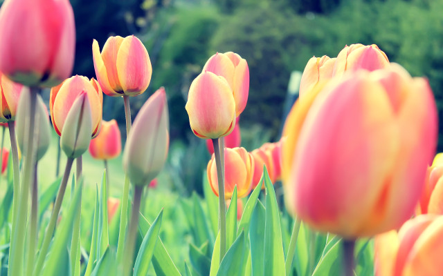 Pink tulips park scene bokeh free wallpaper for desktop - medium preview image