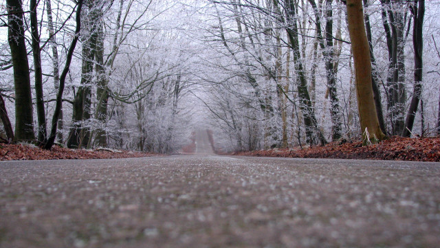 Forest road winter bare trees free wallpaper for desktop - medium preview image