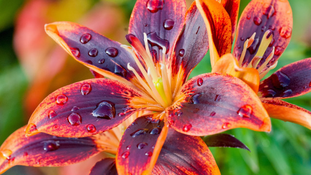 Flower water droplets macro blurry #14 free wallpaper for desktop - medium preview image