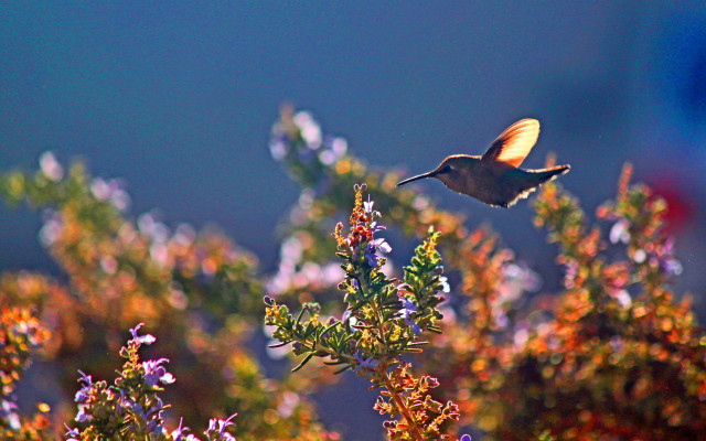 Hummingbird flower bush purple green free wallpaper for desktop - medium preview image