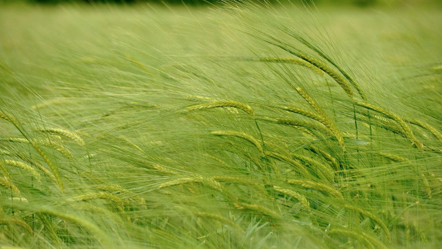 Bird field dandelion garden forest free wallpaper for desktop - medium preview image