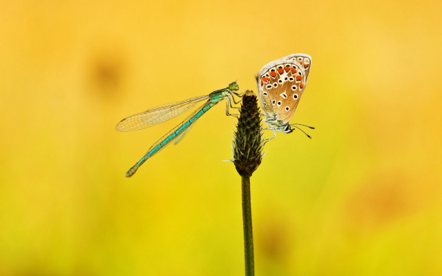 Butterflies flower stem grass yellow free wallpaper for desktop - medium preview image