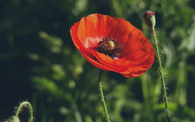 Red flower bee impressionist nature free wallpaper for desktop - medium preview image