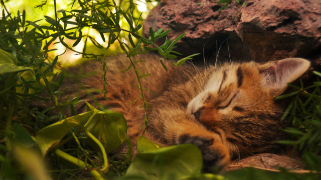 Sleeping cat grass rock plants free wallpaper for desktop - medium preview image