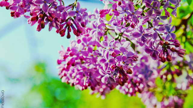 Purple flower branch outdoor macro free wallpaper for desktop - medium preview image