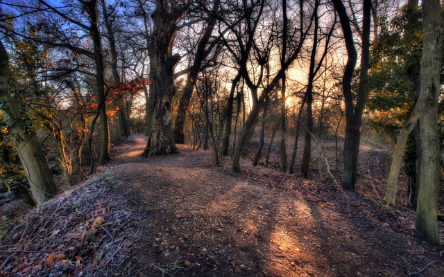 Dirt path woods autumn bushes free wallpaper for desktop - medium preview image