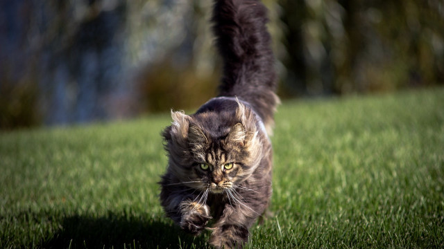 Cat walking green field forest #2 free wallpaper for desktop - medium preview image