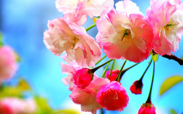 Pink white flowers branch blue free wallpaper for desktop - medium preview image