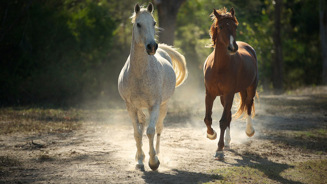 Horses running dirt road forest free wallpaper for desktop - medium preview image