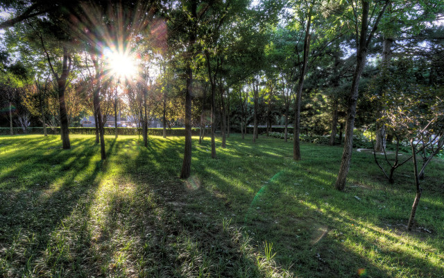 Grassy field trees bench sunlight #3 free wallpaper for desktop - medium preview image