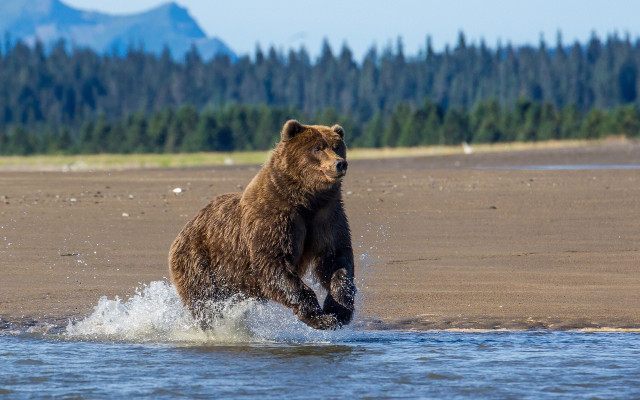 Bear running beach forest mountains free wallpaper for desktop - medium preview image