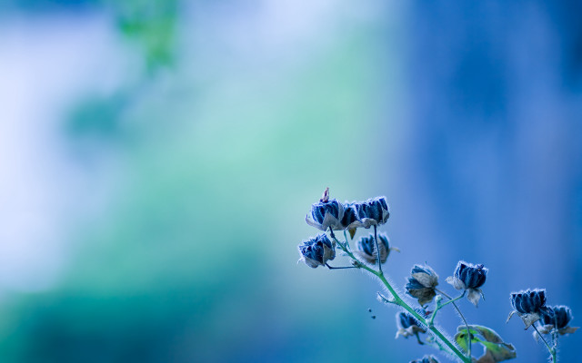 Flower blurry background macro phosphophyllite free wallpaper for desktop - medium preview image