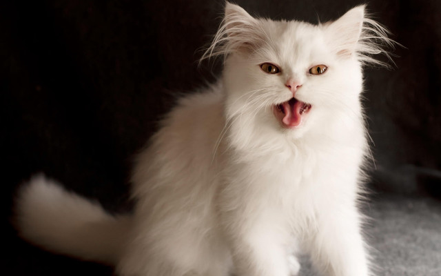 White cat open mouth tongue free wallpaper for desktop - medium preview image