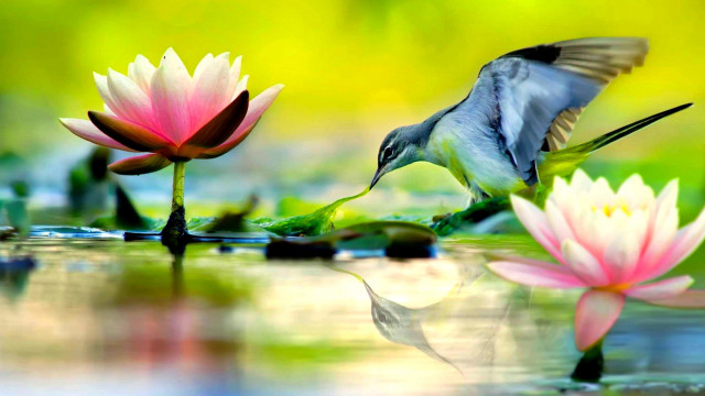 Bird water lilies macro wildlife free wallpaper for desktop - medium preview image