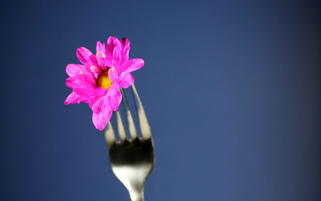 Fork pinkflower bluebackground macro foodphotography free wallpaper for desktop - medium preview image
