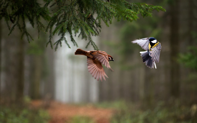 Birds forest branch bokeh motion free wallpaper for desktop - medium preview image