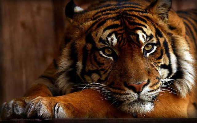 Tiger sitting photorealistic animal portrait free wallpaper for desktop - medium preview image