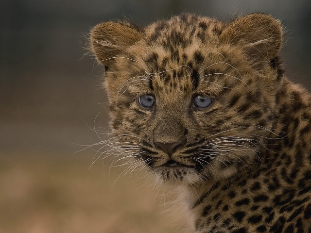 Small leopard blue eyes grassy free wallpaper for desktop - medium preview image