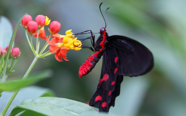 Black red butterfly flower ecological free wallpaper for desktop - medium preview image