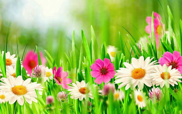 Flower field bouquet closeup blurry free wallpaper for desktop - medium preview image