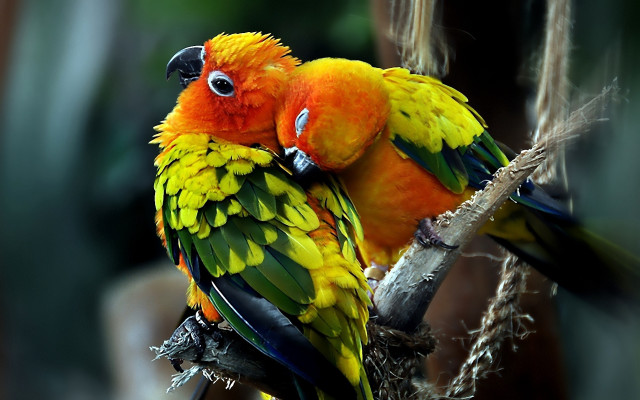 Colorful birds on branch puzzle free wallpaper for desktop - medium preview image