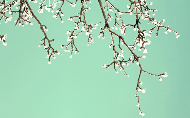 White flower bird branch spring free wallpaper for desktop - medium preview image